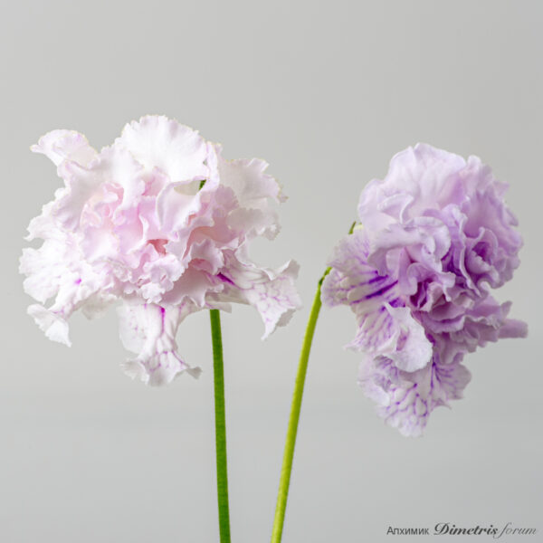 ds_2648_570