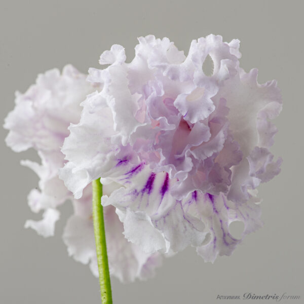 ds_2648__136