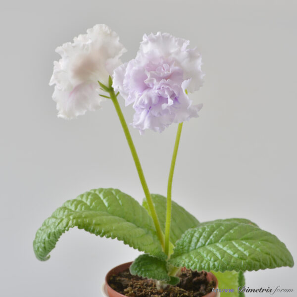 ds_2641__134