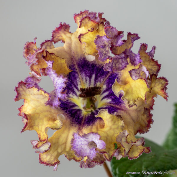 ds_2738_970