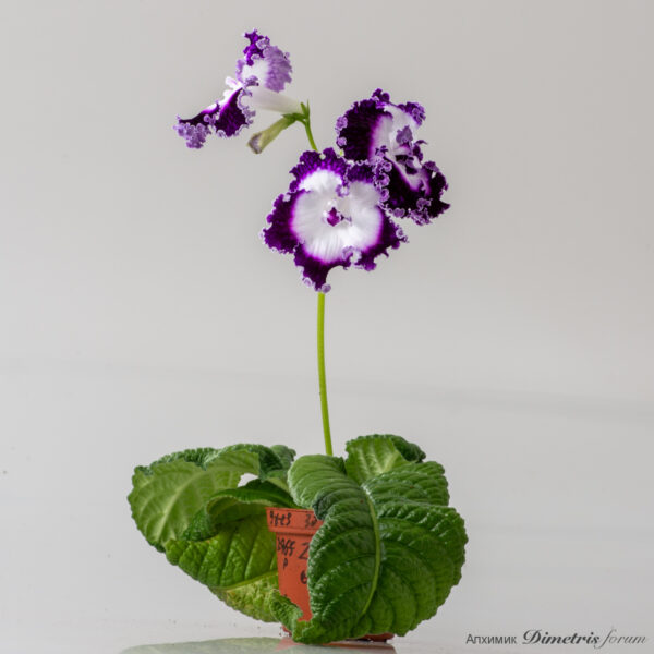 ds_2787__179