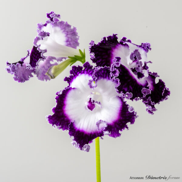 ds_2787__715