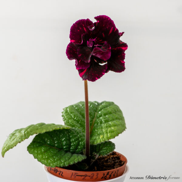 ds_2796ae_190