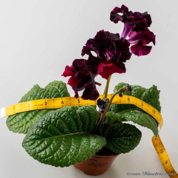 ds_burgundy_majesty_2796_187