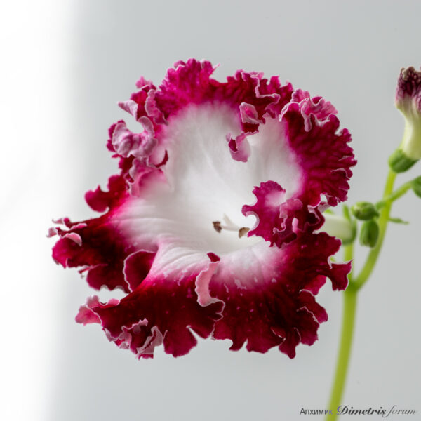 ds_2870_147 ds_2870_147