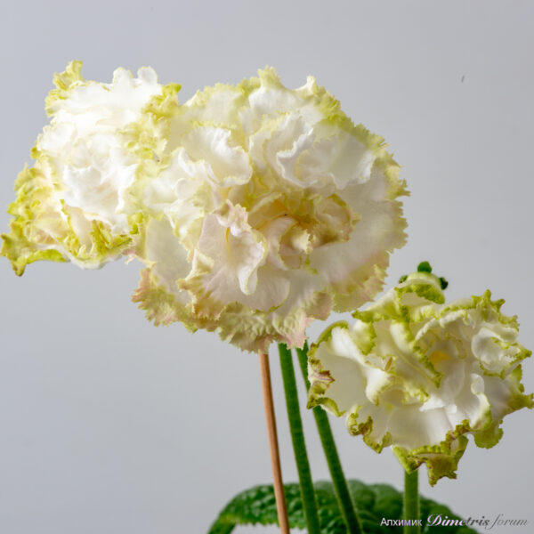 ds_2958__204