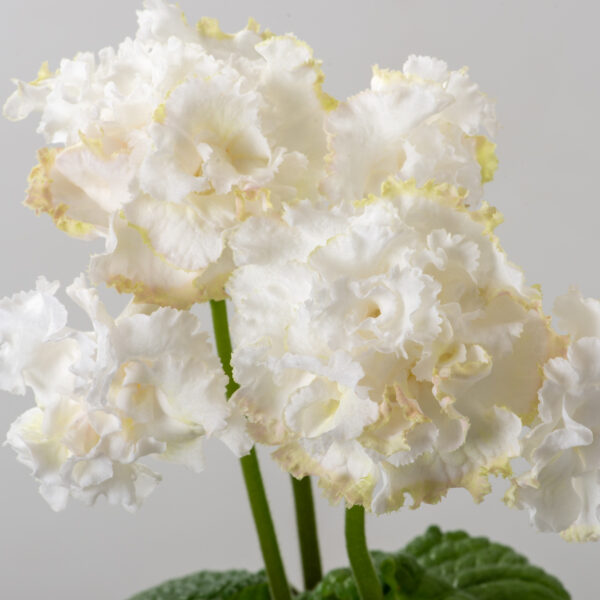 ds_fairy_streptocarpus_2958_137