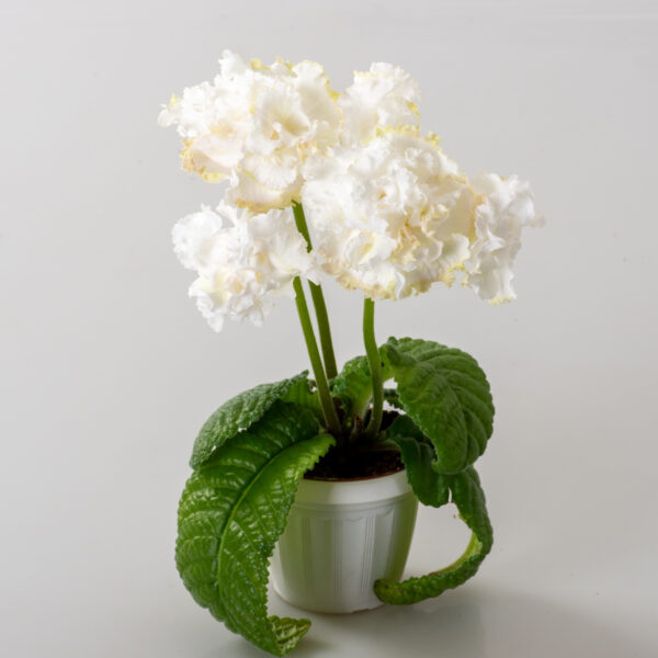 ds_fairy_streptocarpus_2958_206