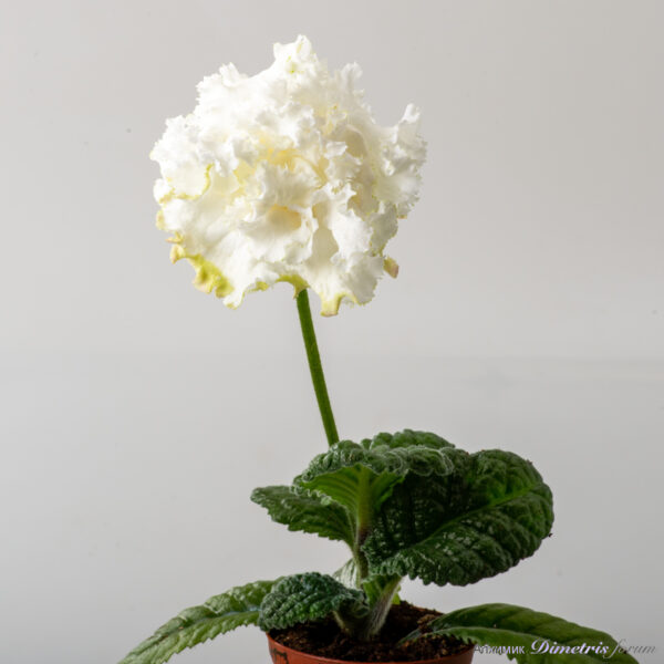 dsds_fairy_streptocarpus_2958_186