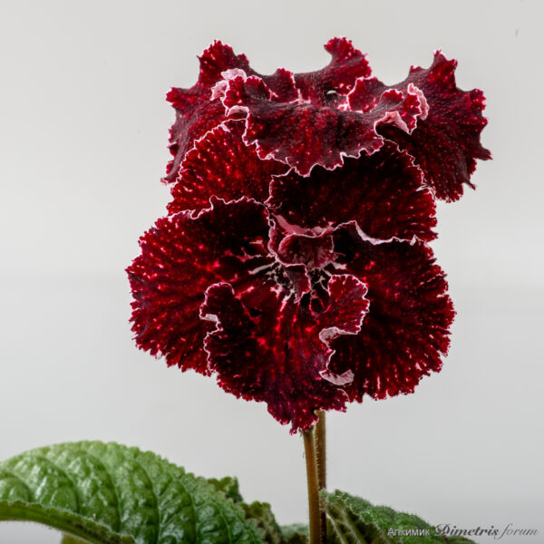 ds_3021_750