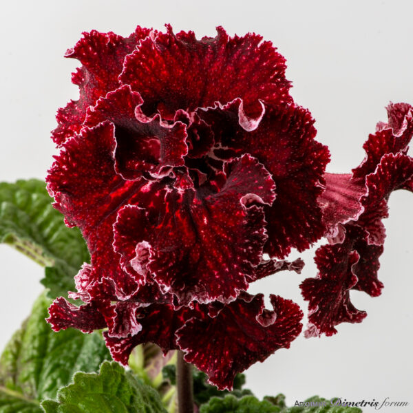 ds_3021__575