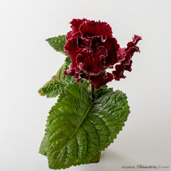 ds_3021_v_602
