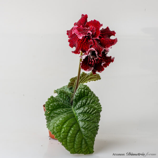ds_3021equal_143