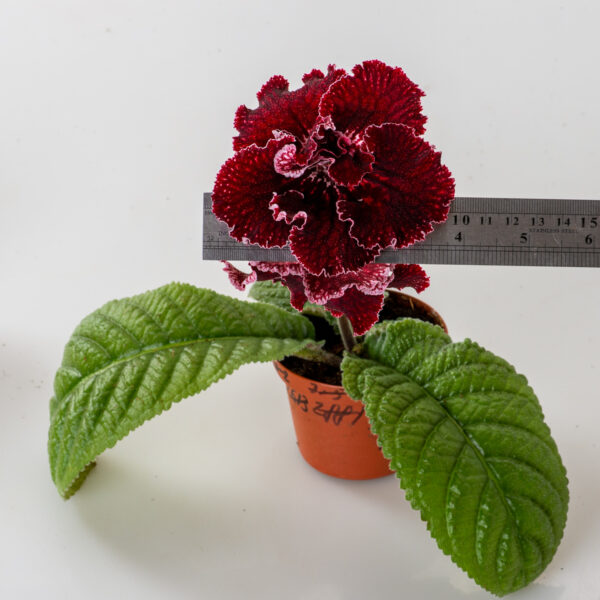 ds_black_cherry_lace_149