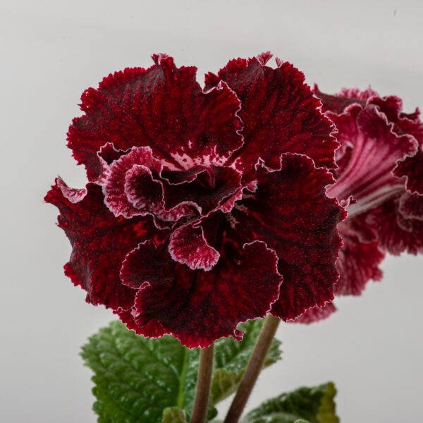 ds_black_cherry_lace_3021_144