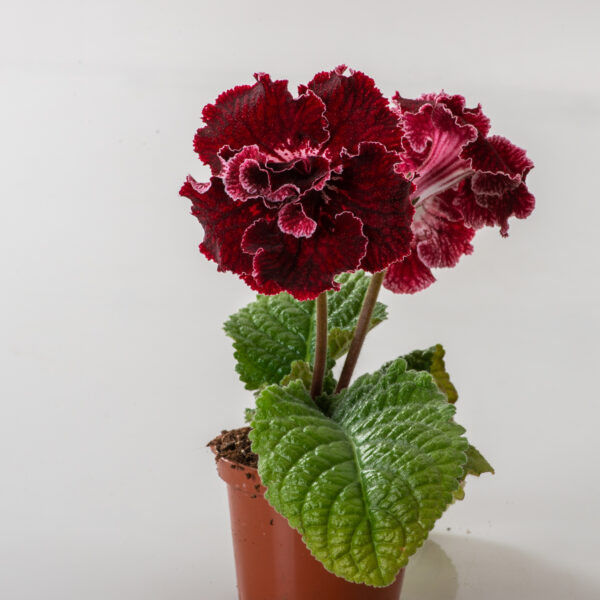 ds_black_cherry_lace_3021_149