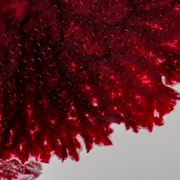 ds_black_cherry_lace_651