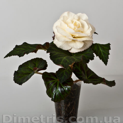 Vanilla Delight (J/Hamilton & Dimetris)
