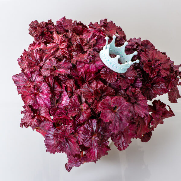 DS-Red-Diamond-begonia-rex DS-Red-Diamond-begonia-rex
