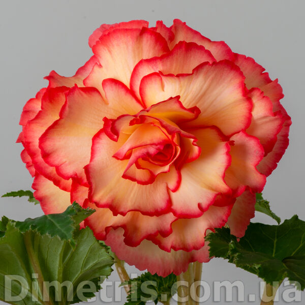 bali_hi_156