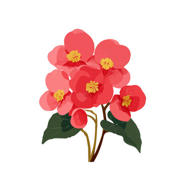begonia-tuberous