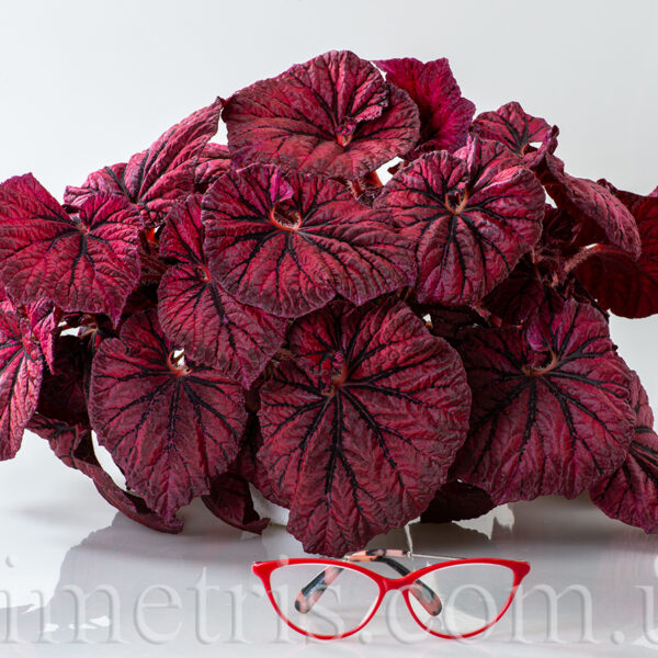 begonia_ds_good_girl_419