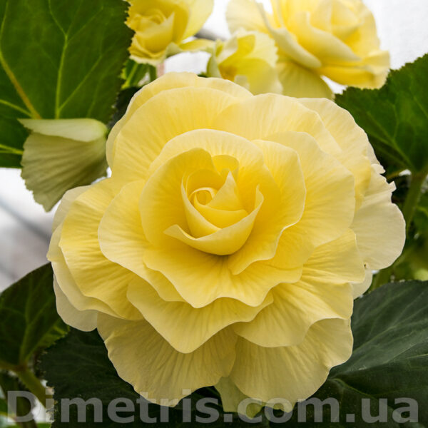 charlotta_311