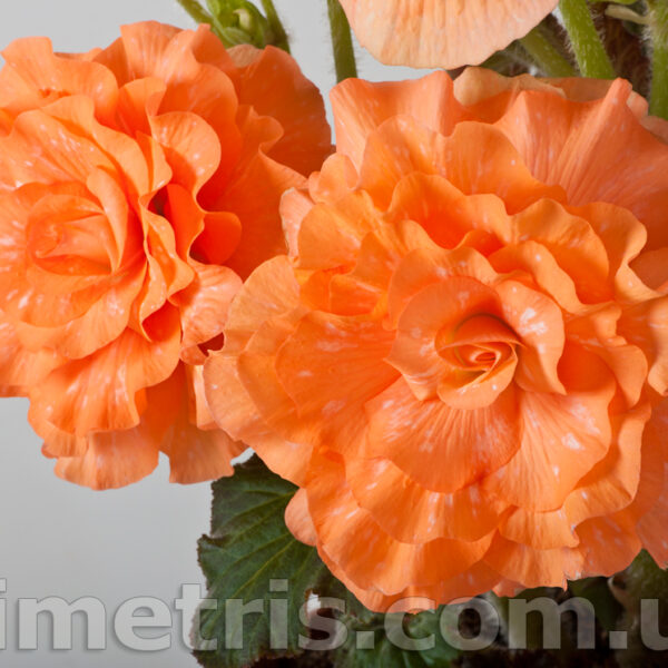colin_hamilton_2_131
