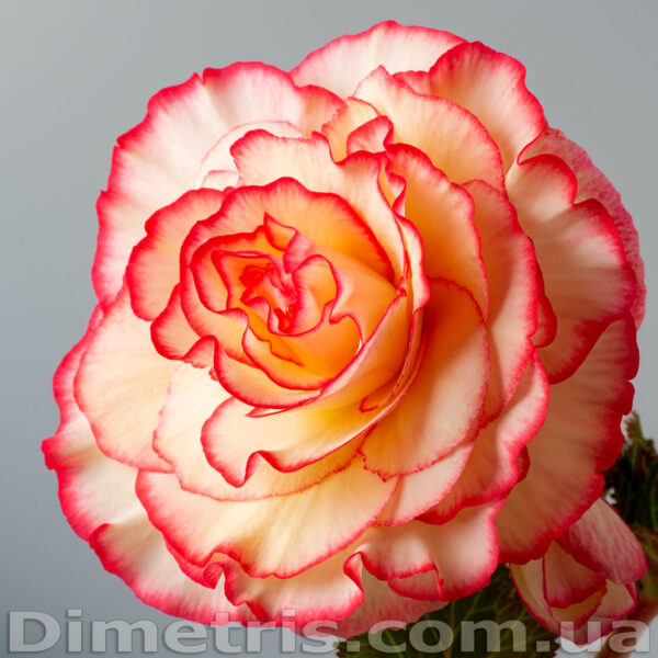 coppelia_107