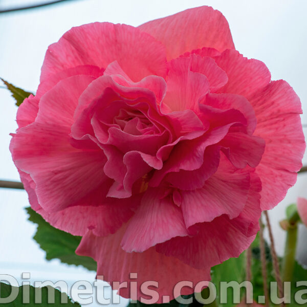 desert_rose_102