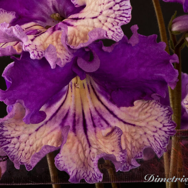 _ds_773__ue_487