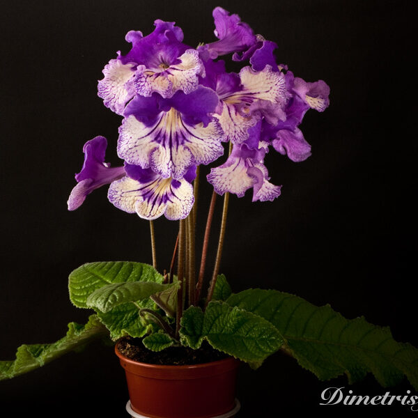 _ds_773_ue_212