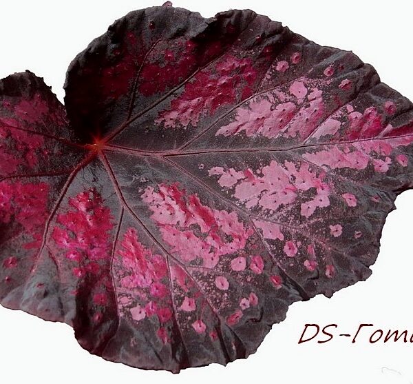 ds__118-1 ds__118-1