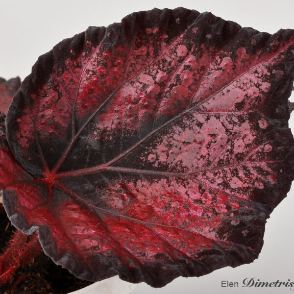 ds__1_214-1 ds__1_214-1