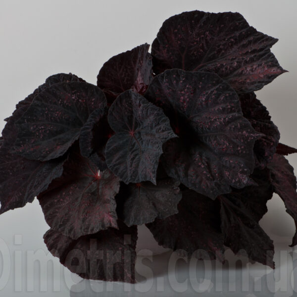 ds__725-1 ds__725-1