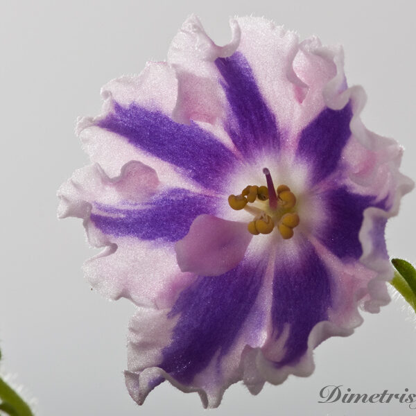 _ds___157