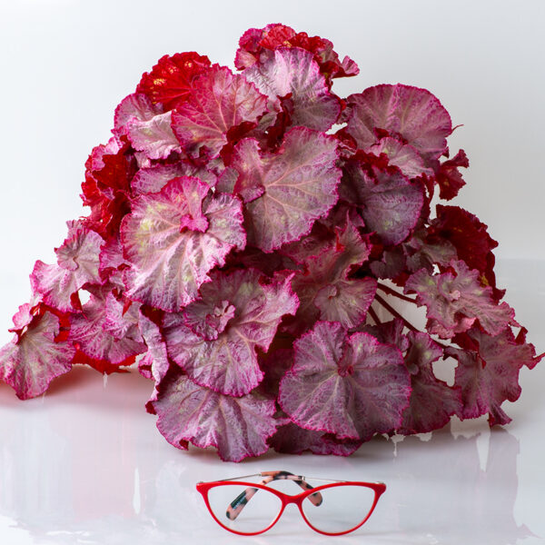 ds___begonia_396