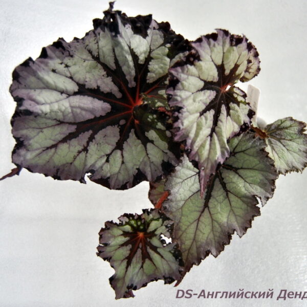 ds__aeae_167