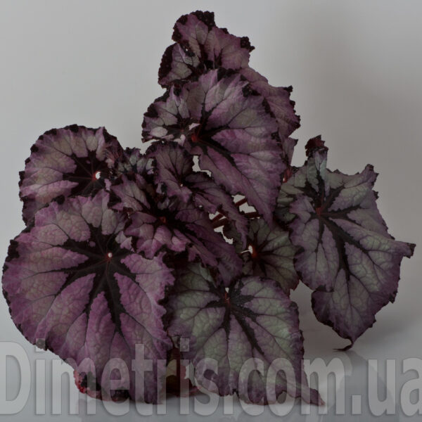 ds__aeae_302