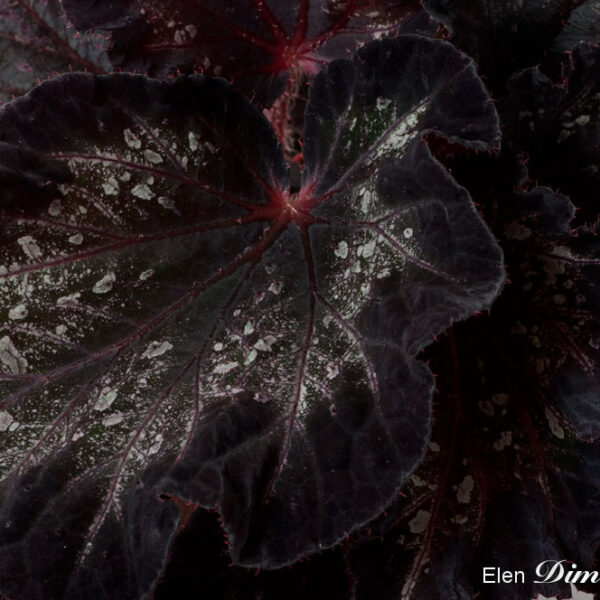 ds__aeue_1_785