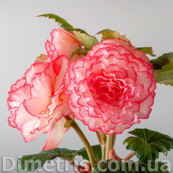ds_ae_1_508