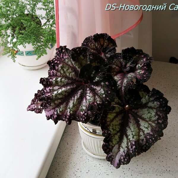 ds_ae_3_136