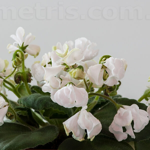ds_ae_546