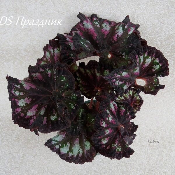 ds_ae_627