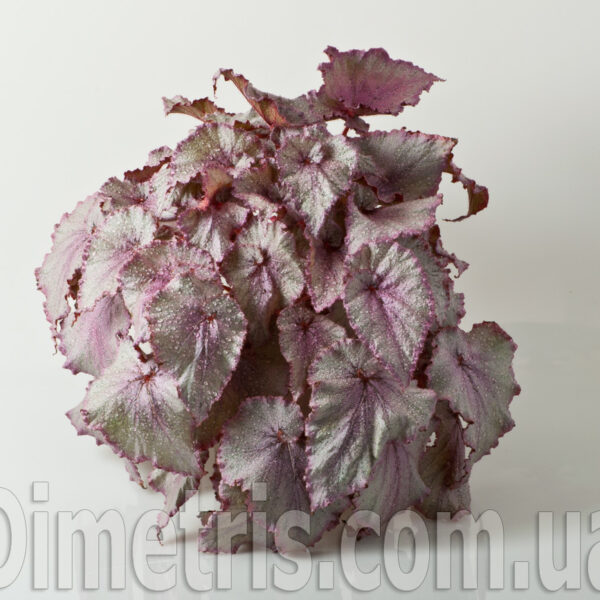 ds_ae_861