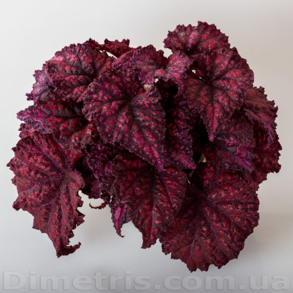 ds_ae__192