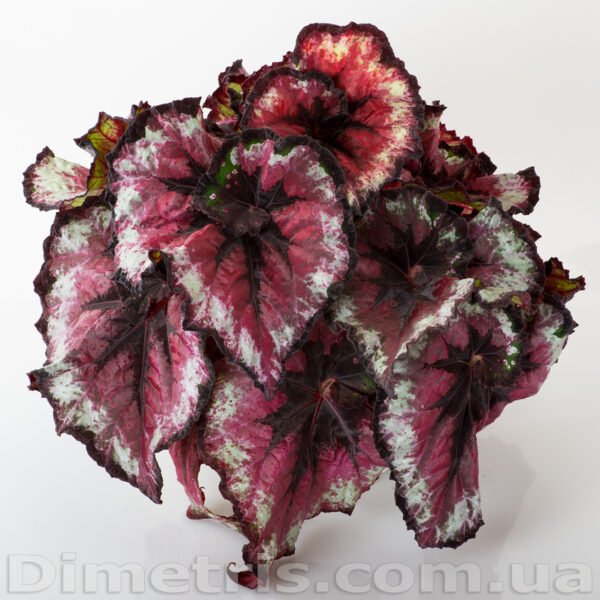 ds_ae__1_202