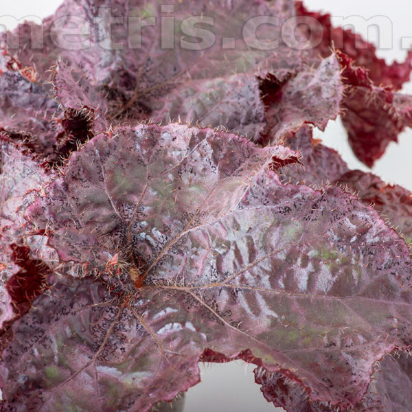 ds_ae__1_209
