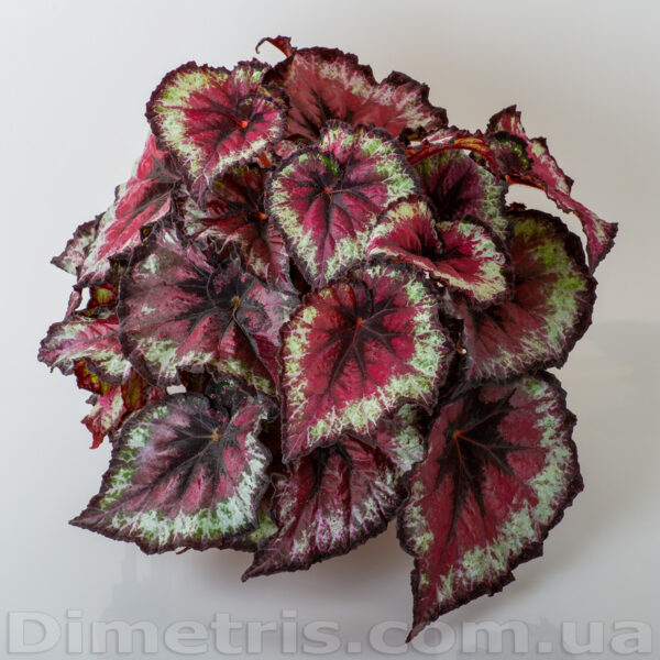 ds_ae__2_628