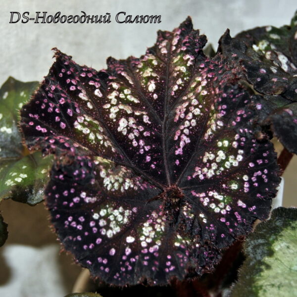 ds_ae__312
